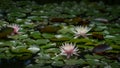 Landscaped beautiful garden pond with water lily or lotus flower Marliacea Rosea in shadow. Close-up of nympheas on sunny backgrou Royalty Free Stock Photo