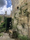 Castle courtyard garden with rose creeper and hedge