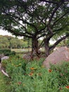 Landscaped formal garden.