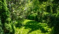 Landscaped garden with evergreens and lawn. Many boxwood trees Buxus sempervirens with young green foliage.