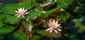 Landscaped garden pond with two light pink water lily or lotus flower Marliacea Rosea. Close-up of nympheas with lush leaves in su Royalty Free Stock Photo