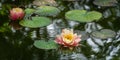 Landscaped garden pond with two magic big bright pink water lily or lotus flower Perry`s Orange Sunset. Flower landscape for natur Royalty Free Stock Photo