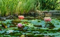 Landscaped garden pond with water lilies or lotus flowers.  Big amazing bright pink water lilIies lotus flower Royalty Free Stock Photo