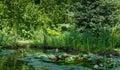 Landscaped garden pond with water lilies or lotus flowers on evergreen background Royalty Free Stock Photo