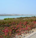 Landscaped garden, sea channel, hills, Anantara Hotel Resort, Sir Baniyas Island