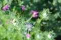 Landscaped garden. Wild flowers growing outside in a garden flower bed Royalty Free Stock Photo