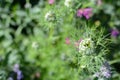 Landscaped garden. Wild flowers growing outside in a garden flower bed Royalty Free Stock Photo