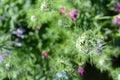 Landscaped garden. Wild flowers growing outside in a garden flower bed Royalty Free Stock Photo