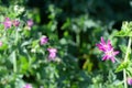 Landscaped garden. Wild flowers growing outside in a garden flower bed Royalty Free Stock Photo