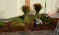 landscaped, ornamental grass tied bundle.protection against snow and rain that