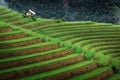 Landscaped Scenery View of Agriculture Rice Fields, Nature Landscape of Rice Terrace Field at Sapa, Vietnam. Panorama Countryside Royalty Free Stock Photo