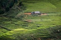 Landscaped Scenery View of Agriculture Rice Fields, Nature Landscape of Rice Terrace Field at Sapa, Vietnam. Panorama Countryside Royalty Free Stock Photo