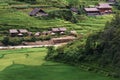 Landscaped Scenery View of Agriculture Rice Fields, Nature Landscape of Rice Terrace Field at Sapa, Vietnam. Panorama Countryside Royalty Free Stock Photo