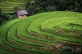 Landscaped Scenery View of Agriculture Rice Fields, Nature Landscape of Rice Terrace Field at Sapa, Vietnam. Panorama Countryside Royalty Free Stock Photo