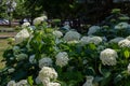 Landscaped view of white snowball flowers on a hydrangea bush