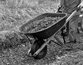 Landscaper moving a wheelbarrow load of mulch