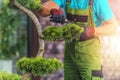 Landscaper Pruning the Plant