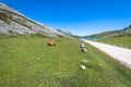 Landscapes around Lake Enol, one of the famous lakes of Covadonga, Asturias , Spain Royalty Free Stock Photo