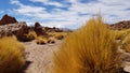 Landscapes of the Atacama Desert: view of Licancabur volcano