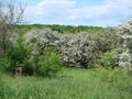 Landscapes of blooming spring nature of the Zaporizhia steppes and forests in the south of Ukraine. Royalty Free Stock Photo