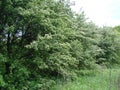 Landscapes of blooming spring nature of the Zaporizhia steppes and forests in the south of Ukraine. Royalty Free Stock Photo