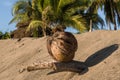 The coconut is held in a dry trunk. Royalty Free Stock Photo