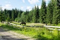 Landscapes of the Carpathian Mountains, natural green forest