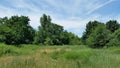 Green Field And Budding Wild Flowers Royalty Free Stock Photo