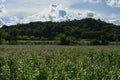 Landscapes corn field with big mountains. Royalty Free Stock Photo