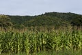 Landscapes corn field with big mountains. Royalty Free Stock Photo