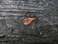A landscapes dry leaf against a textured asphalt background in the rain in an office courtyard. Royalty Free Stock Photo
