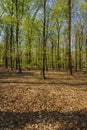 Landscapes of the forest in the National Park of Nehterlands Royalty Free Stock Photo