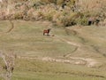 Landscapes nature horse mountain range Royalty Free Stock Photo