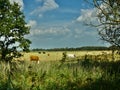 Cattle and the Norfolk landscape