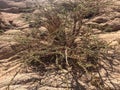 Landscapes of poor desert nature on the outskirts of Sharm el-Sheikh. Royalty Free Stock Photo