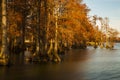 Landscapes of Reelfoot Lake Tennessee in Sunrise Royalty Free Stock Photo