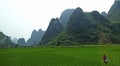 Landscapes of rice fields in Tam Coc, Vietnam Royalty Free Stock Photo
