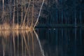 Landscapes of Russia. Early spring, morning on the lake, the reflection of trees in the water Royalty Free Stock Photo