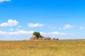 Landscapes of Serengeti. Clouds and stones on endless plain. Tanzania, Africa Royalty Free Stock Photo