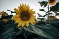 Landscapes of sunflower fields blooming in spring and summer time. Royalty Free Stock Photo