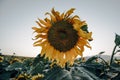 Landscapes of sunflower fields blooming in spring and summer time. Royalty Free Stock Photo