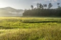 Landscapes of Suoi Tia near Ho Tuyen Lam lake, Da Lat city, Vietnam Royalty Free Stock Photo