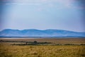 Kenya Landscapes Wildlife Animals Mammals at the savannah grassland wilderness hill shrubs great rift valley maasai mara national Royalty Free Stock Photo