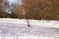 Landscapes wintry - Sun and snow - Elancourt, France Royalty Free Stock Photo