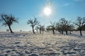 Landscapewith trees at sunrise with snow fields and sun