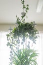 landscaping of the ceiling in a modern interior. A fragment of the interior with a variety of indoor plants. Urban