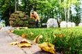 Landscaping in city parks. A worker in overalls is planting grass using rolls of prepared lawn. Unrecognizable people. Selective