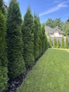 Green arborvitae planted in a row on a green lawn. Landscaping in the courtyard of a private house. Thuja living fence Royalty Free Stock Photo