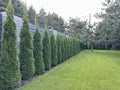 Green arborvitae planted in a row on a green lawn. Landscaping in the courtyard of a private house. Thuja living fence Royalty Free Stock Photo