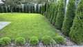 Green arborvitae planted in a row on a green lawn. Landscaping in the courtyard of a private house. Thuja living fence Royalty Free Stock Photo